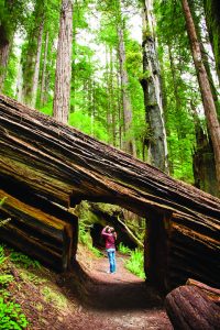 Photographing the redwoods on the Prairie Creek Trail in Orick, CA.
